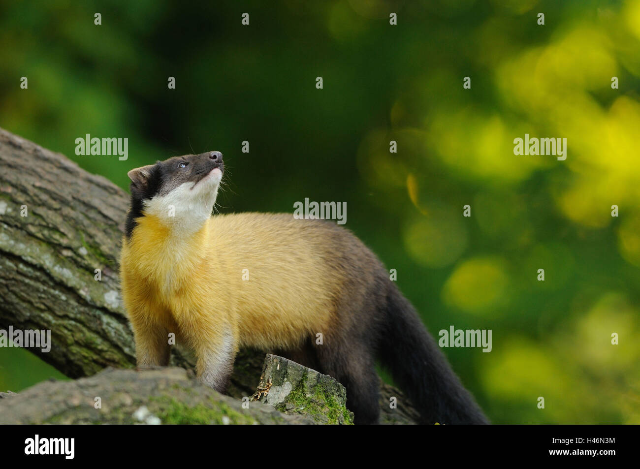 Colorata, Martens Martes flavigula, ramo, vista laterale, stand, Foto Stock