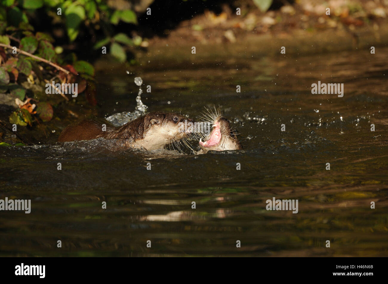 La lontra, Lutra lutra, acqua, vista laterale, nuotare, lotta, Foto Stock