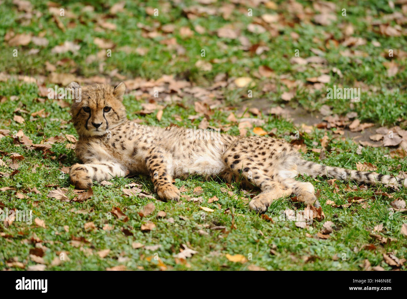 Cheetah, Acinonyx jubatus, giovane animale, vista laterale, giacciono, prato, vista la telecamera, Foto Stock