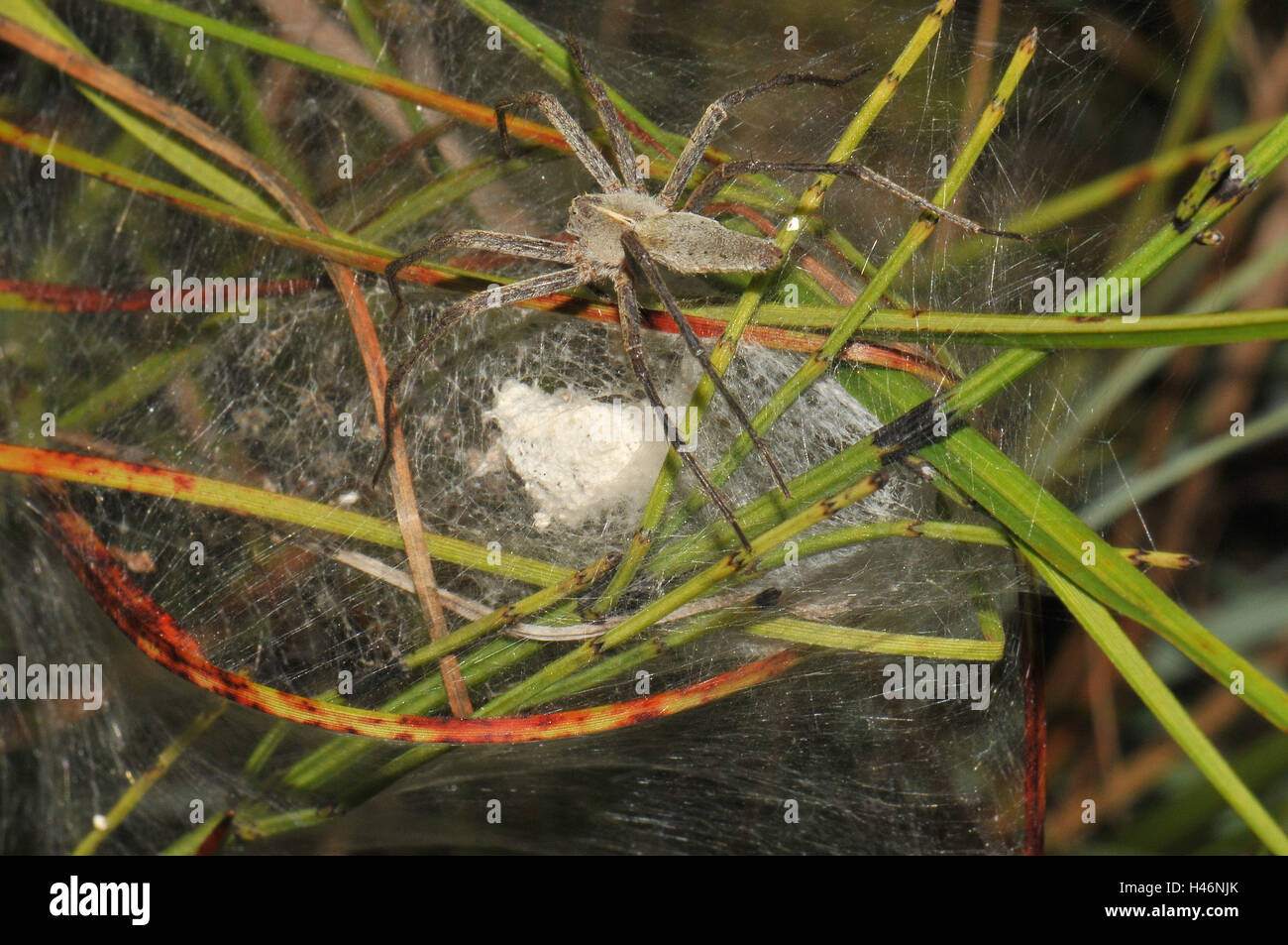 Elenco spider segna il suo bozzolo, Foto Stock