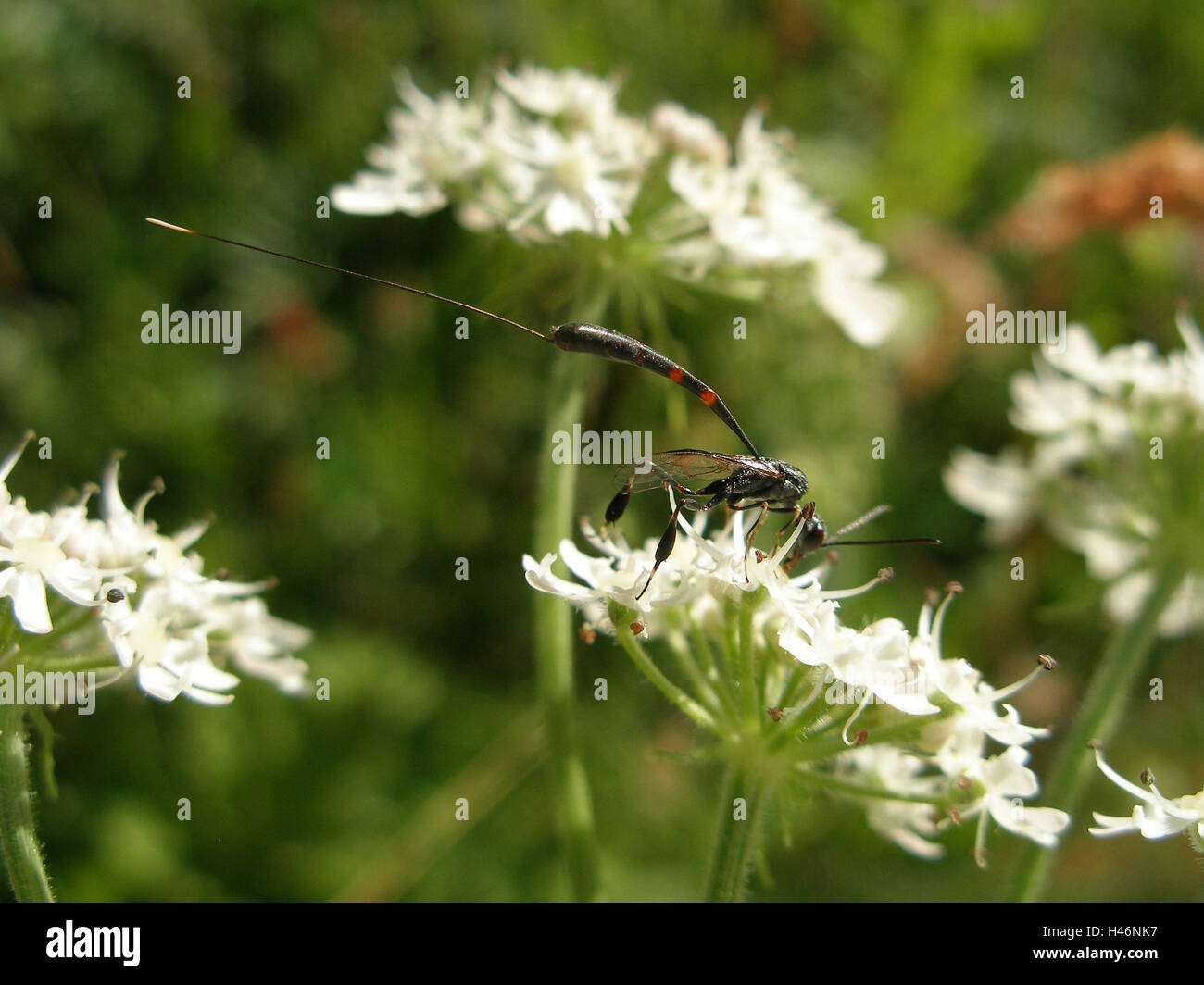 Gotta wasp, femmina sul fiore bianco, Foto Stock