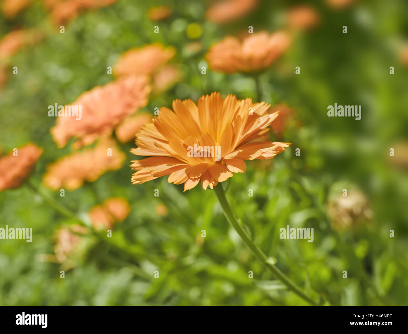 Calendula, Calendula officinalis, compositi Foto Stock