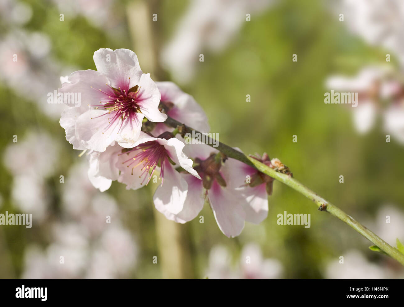 Dolce tonsille, Prunus dulcis, filiale di fioritura, vicino giardino, Foto Stock