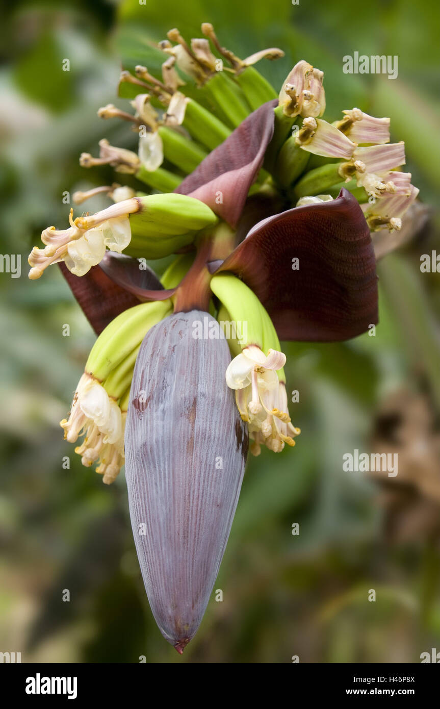 Banana blossom, Musa x paradisiaca, Foto Stock