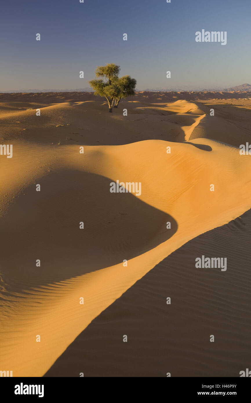 Oman, regione di Asch-Scharqiyya, deserto deserto di sabbia, sabbia, derive, alberi, Prosopis, mimosa pianta, sole e ombra, montagne, Foto Stock