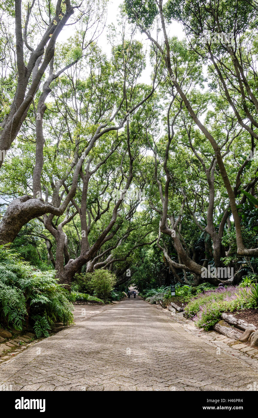 Giardino Botanico, Cape Town, Western Cape, Sud Africa e Africa Foto Stock
