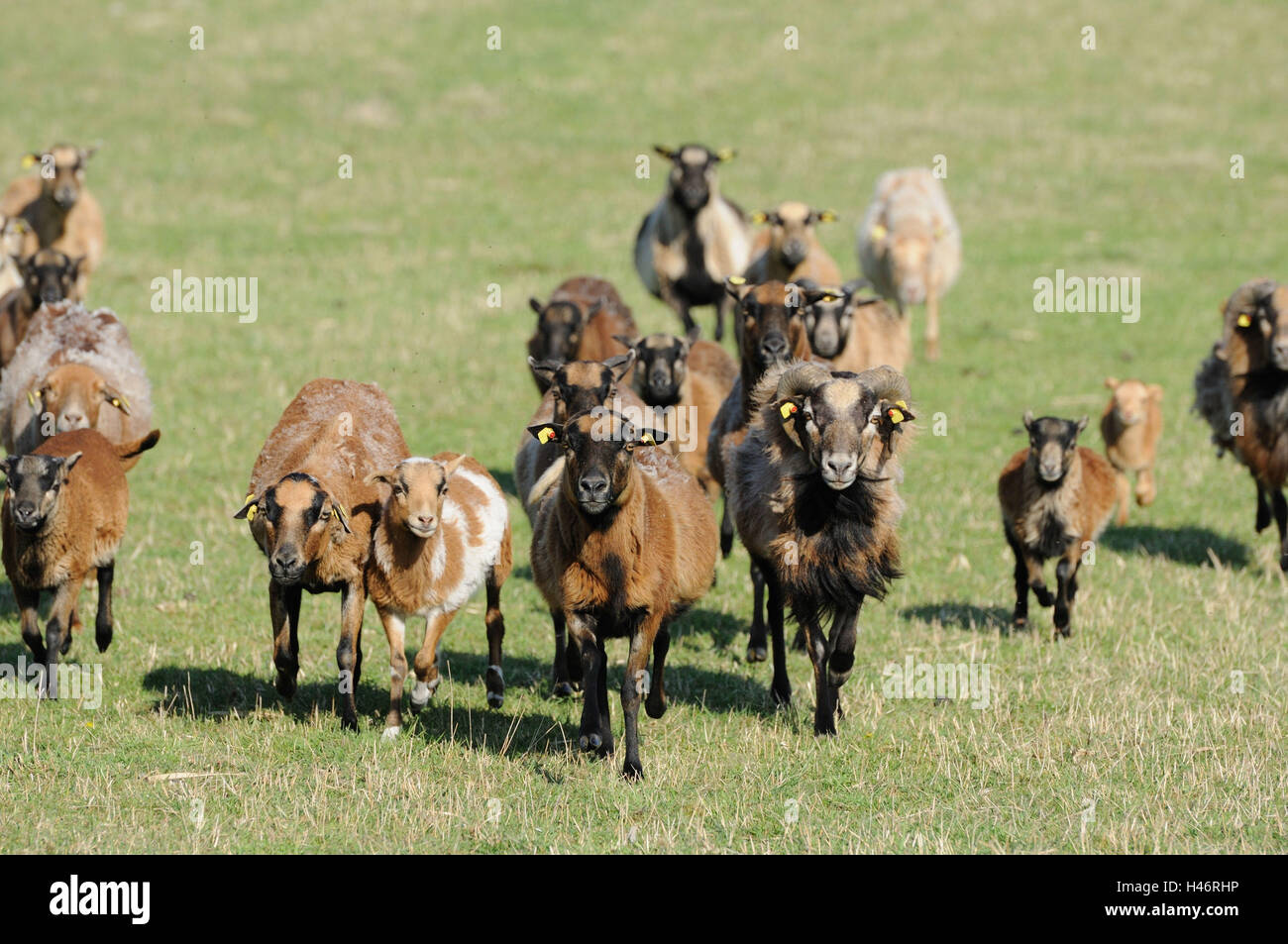 Camerun pecore, allevamento, vista frontale, acceso, guardando la telecamera, Foto Stock