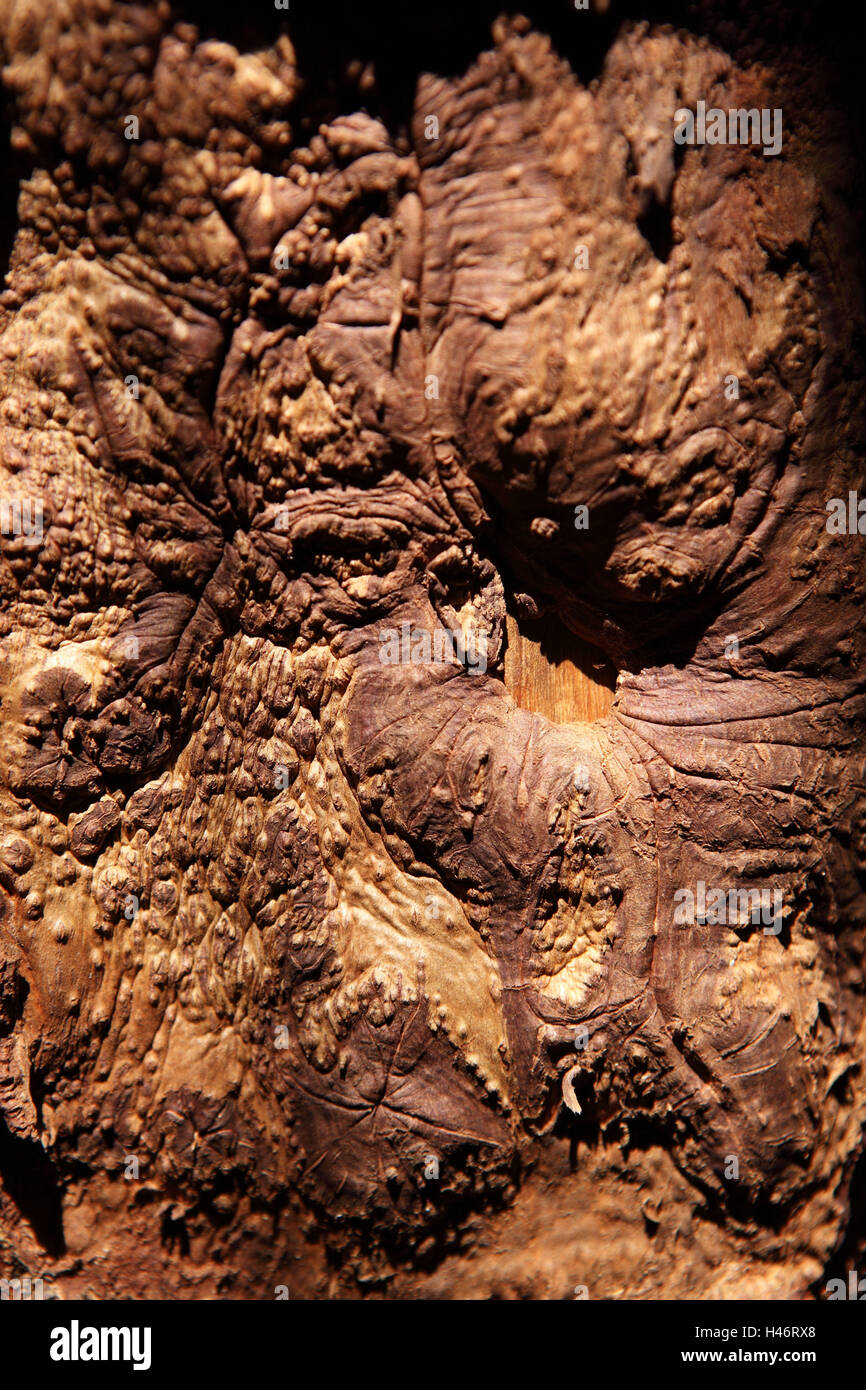 Albero di cannella, Cinnamomum sp., corteccia, cannella, Foto Stock