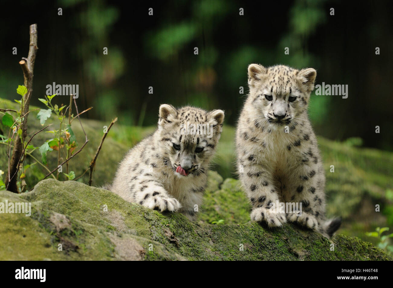I leopardi delle nevi, Uncia uncia, animali giovani, rock, vista frontale, guardando la telecamera, Foto Stock