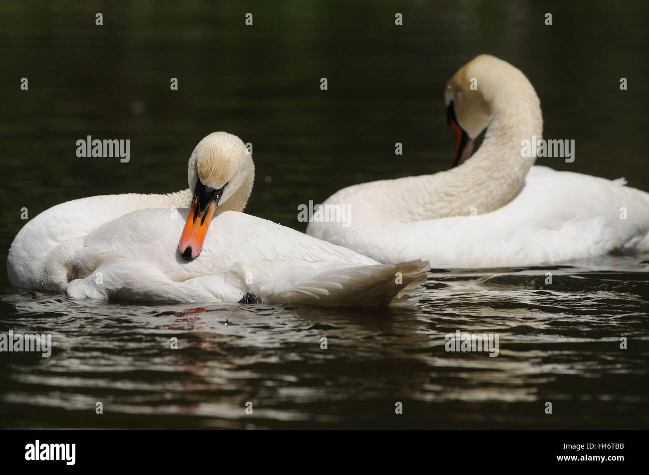 Gobba swan, Cygnus olor, lago, pulire, vista laterale, vista la telecamera, Foto Stock Gobba swan, Cygnus olor, lago, pulire, vista laterale, vista la telecamera, Foto Stock