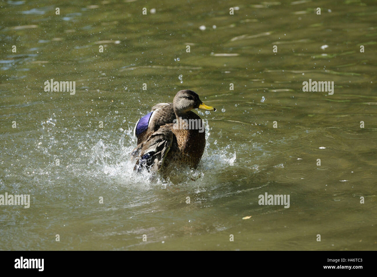 Il Germano Reale, Anas platyrhynchos, acqua, agitare, in vista laterale Foto Stock Il Germano Reale, Anas platyrhynchos, acqua, agitare, in vista laterale Foto Stock