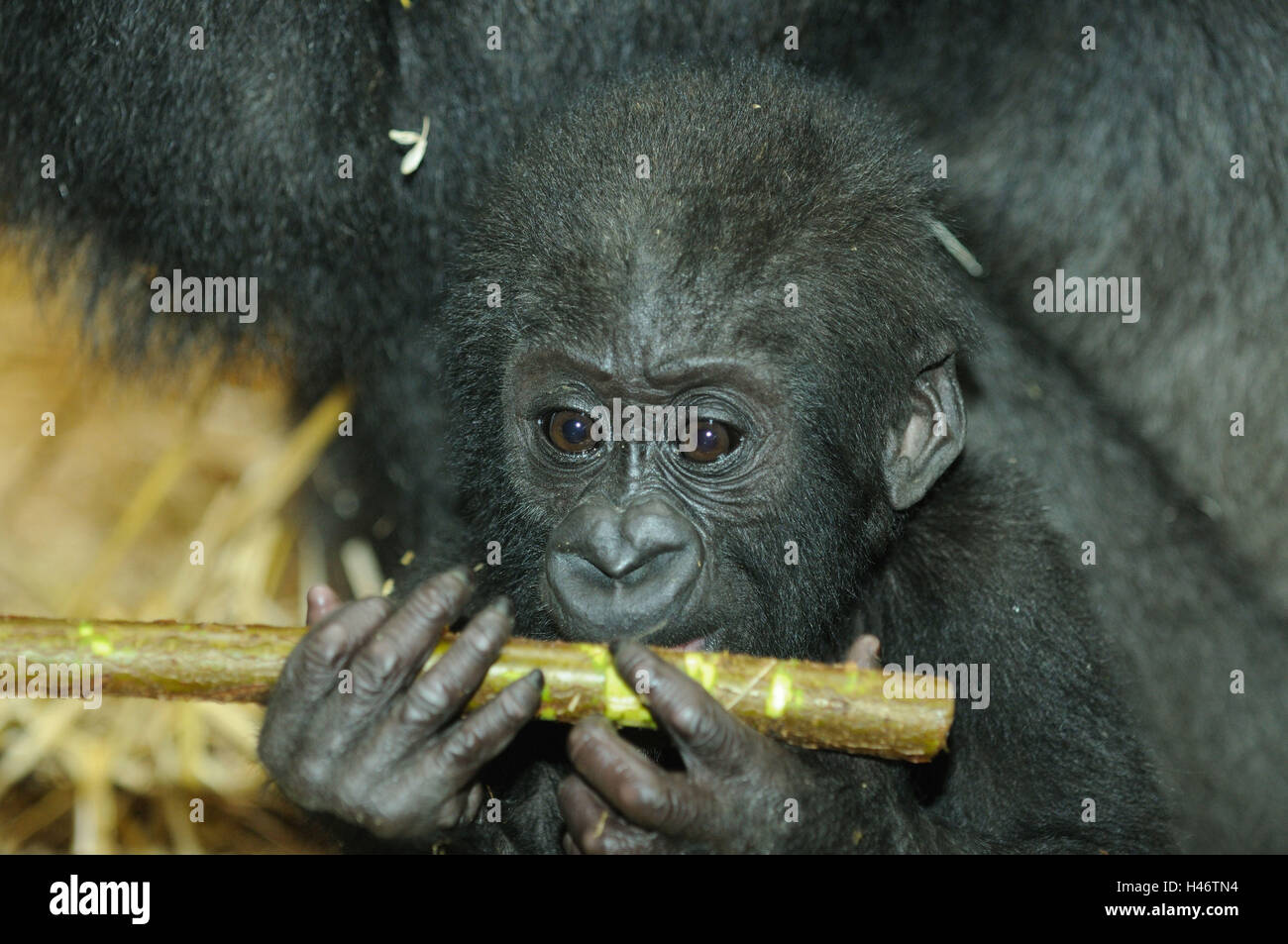 Pianura gorilla giovane animale, ritratto, Foto Stock