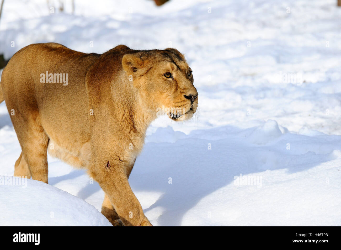 Asian lion Panthera leo persica, femmine, vista laterale, esegui Foto Stock