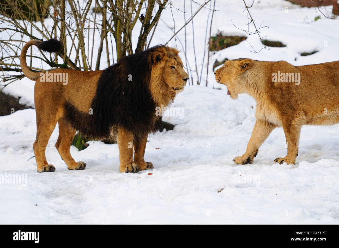 Asian lion Panthera leo persica, piccoli uomini e donne, vista laterale, stand, Foto Stock