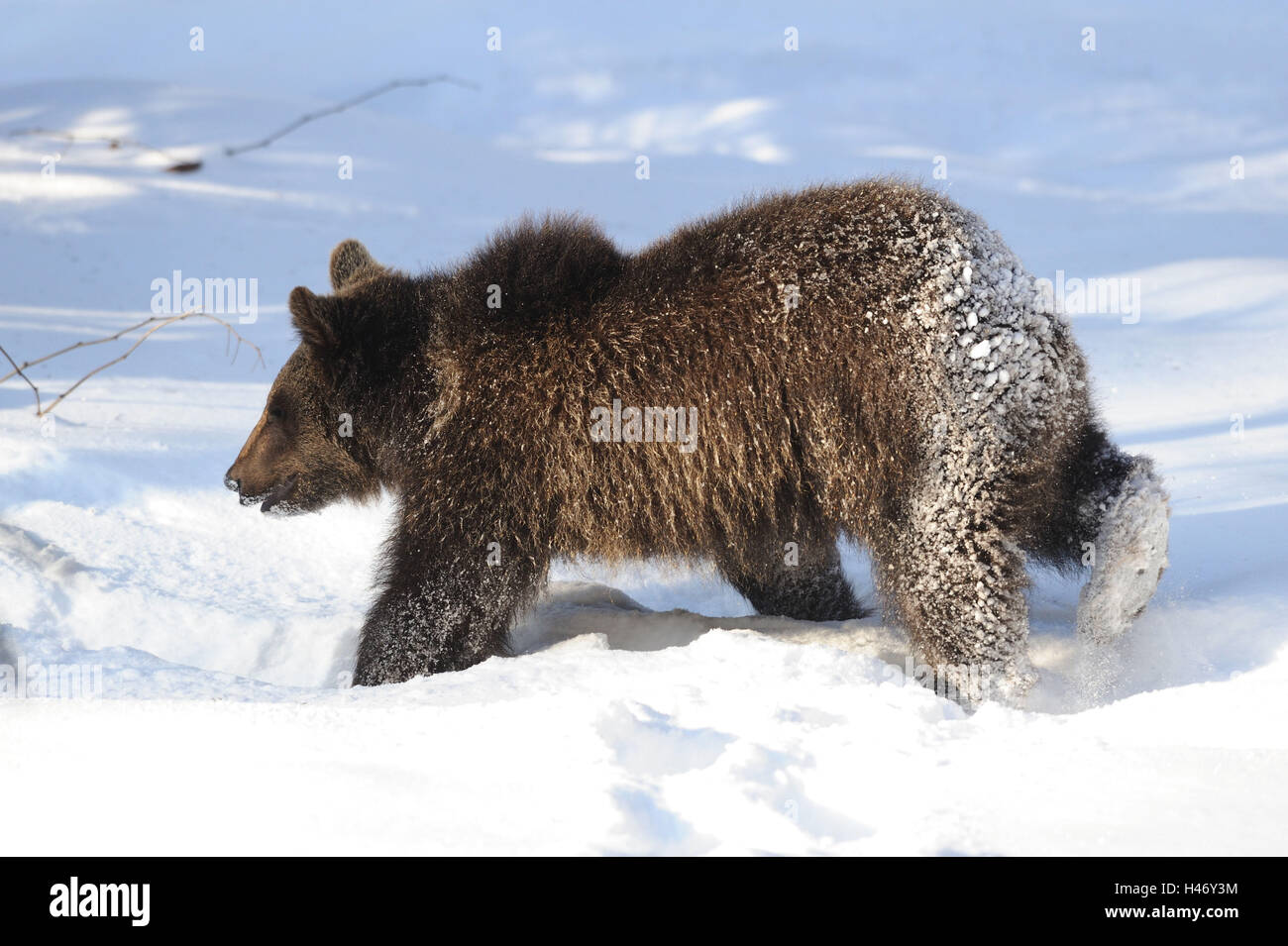 Unione di orso bruno Ursus arctos, giovane animale, inverno, la neve, esegui, vista laterale Foto Stock