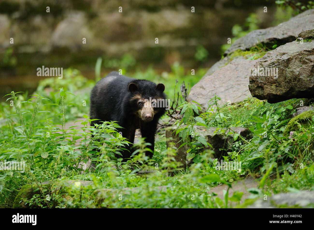 Orso di vetro, Tremarctos ornatus, con testa, visualizza fotocamera, Foto Stock
