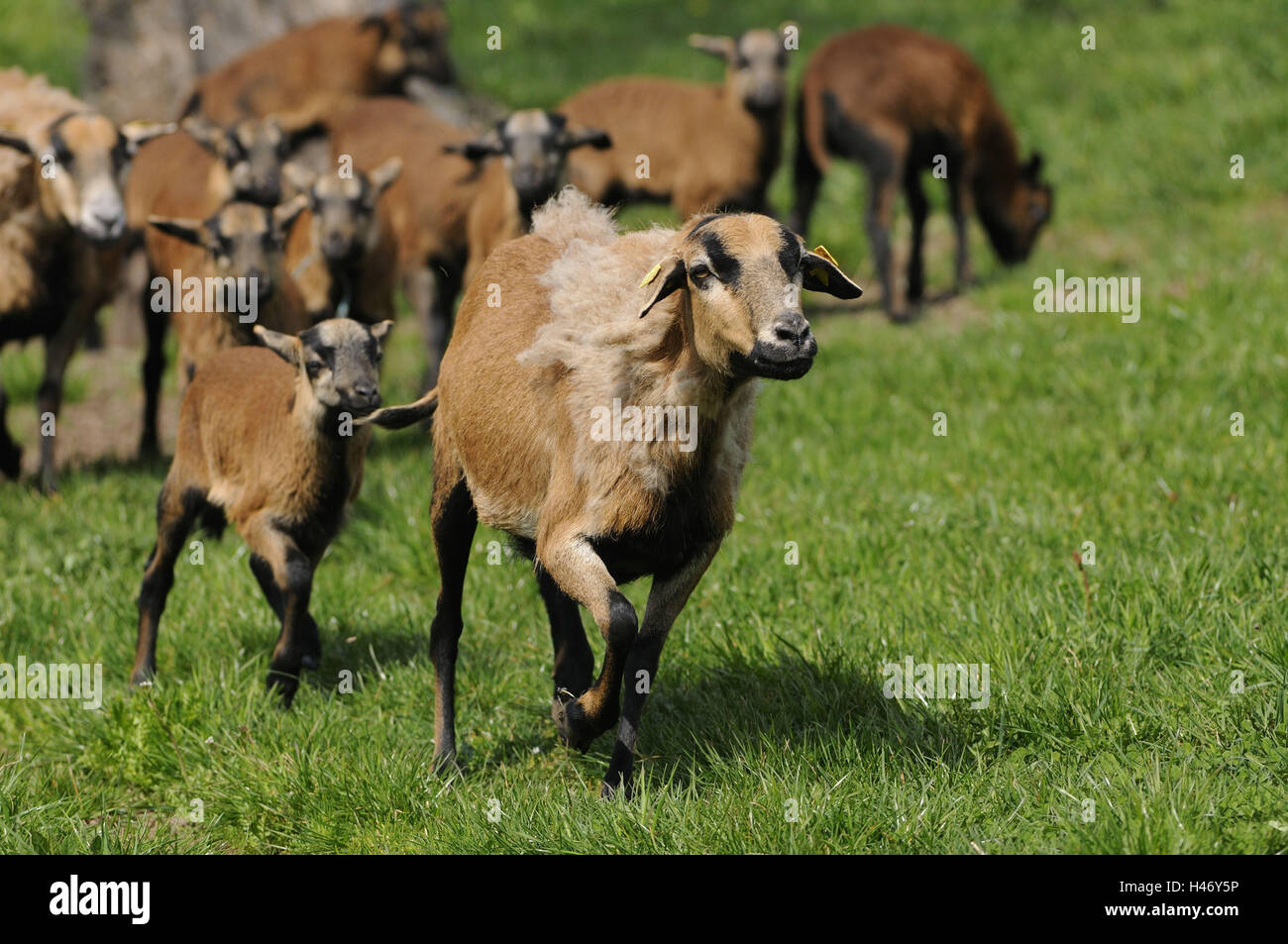 Camerun pecore ovini domestici, Ovis orientalis aries, visualizza fotocamera, Foto Stock