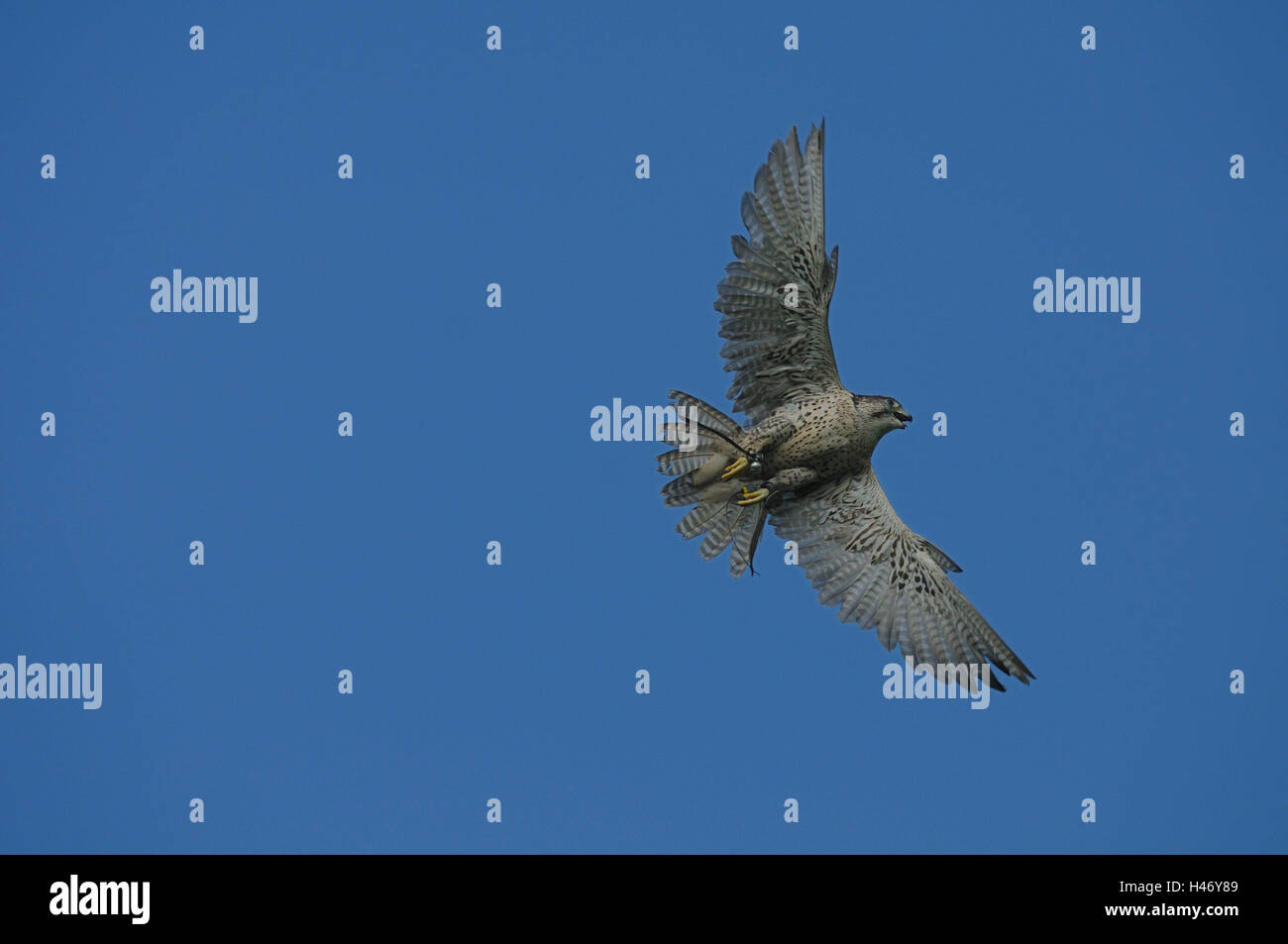 Falco pellegrino, Falco peregrinus, in volo, Foto Stock