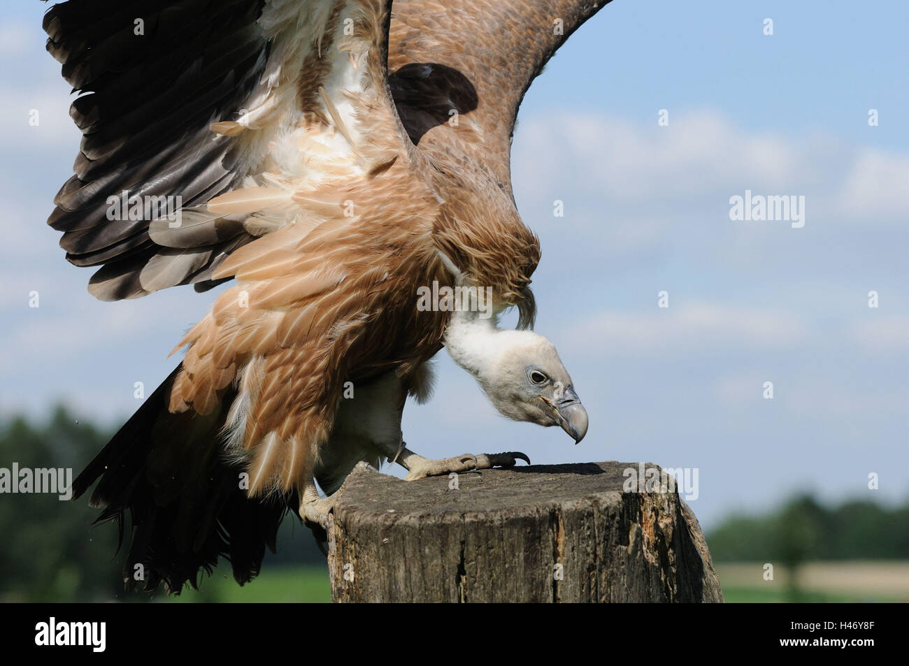 Oca avvoltoi, Gyps fulvus, tronco, sedersi, terra, Foto Stock