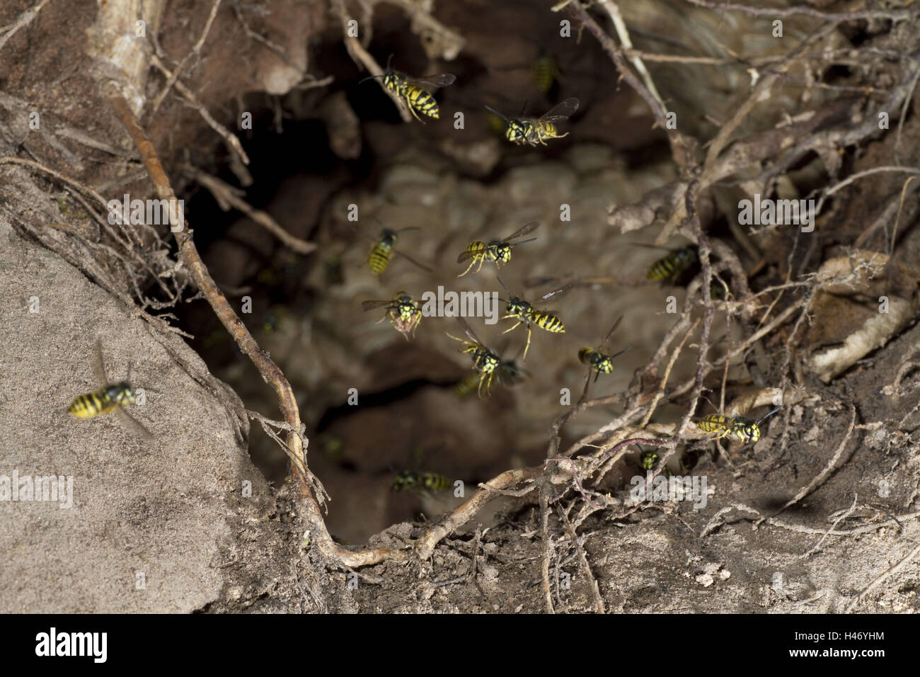 Comune di vespe, Vespula vulgaris, in volo, Foto Stock