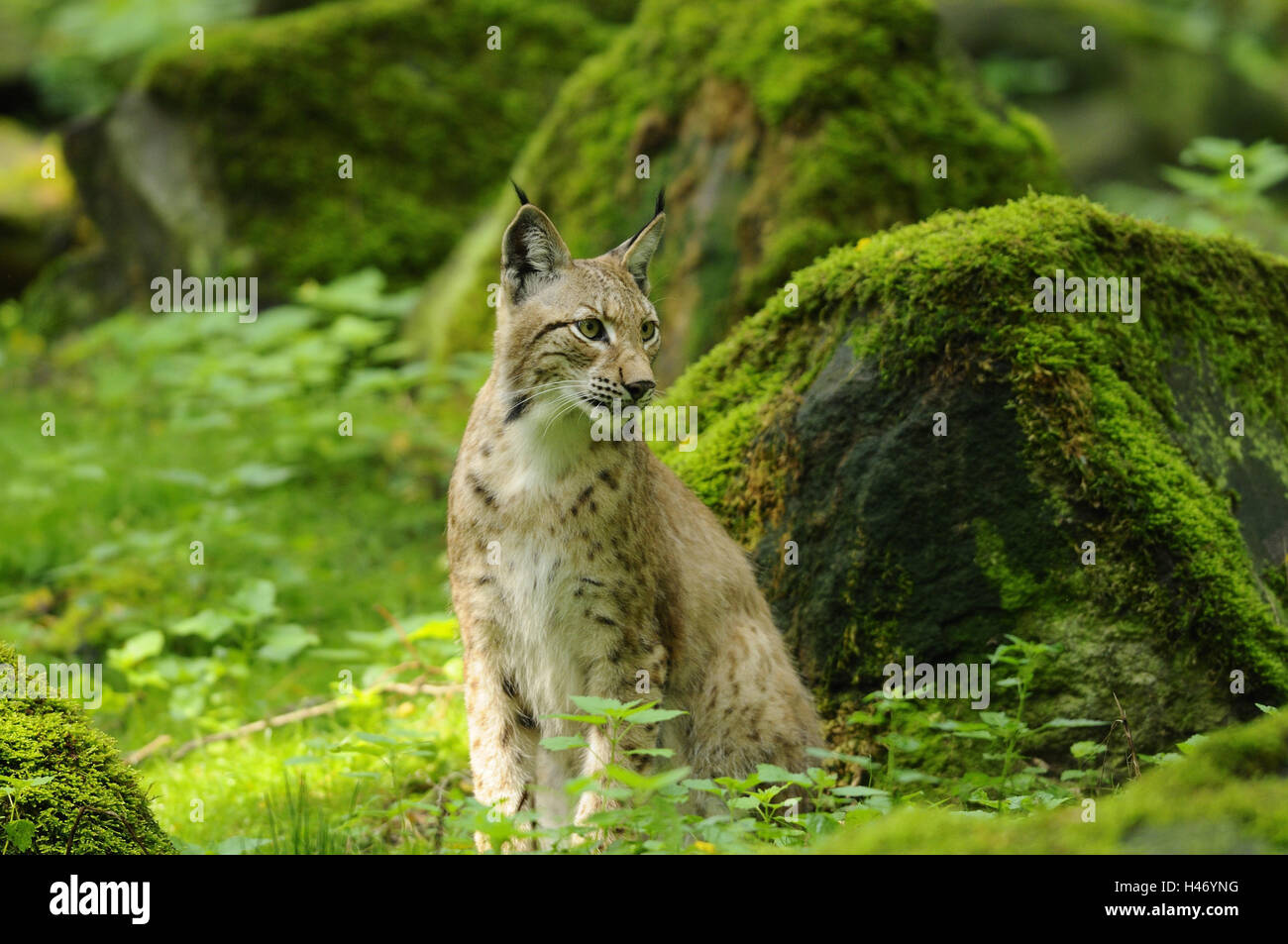 Eurasian, Lynx Lynx lynx, Foto Stock