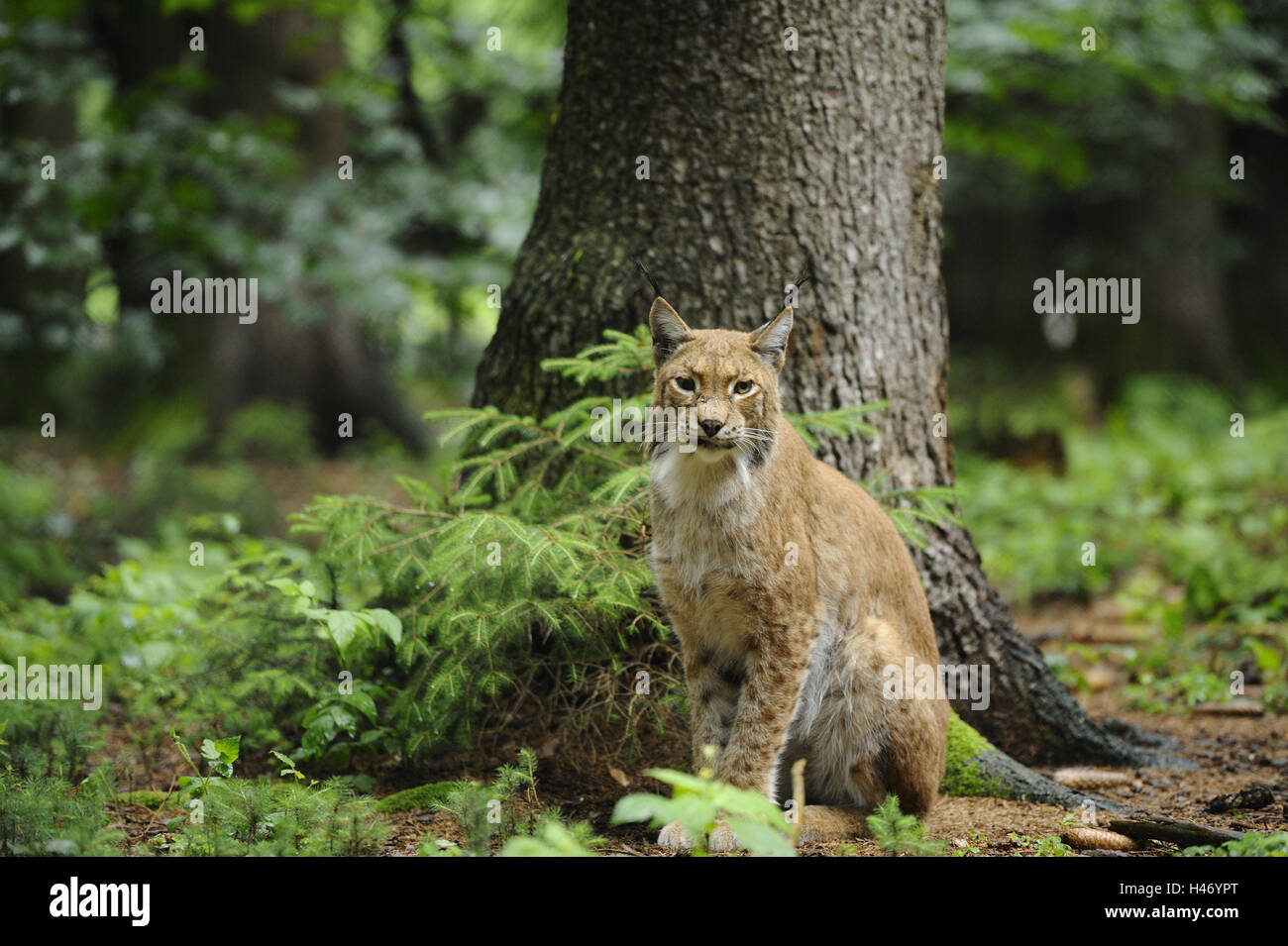 Eurasian, Lynx Lynx lynx, guardando la telecamera, scenario, Foto Stock