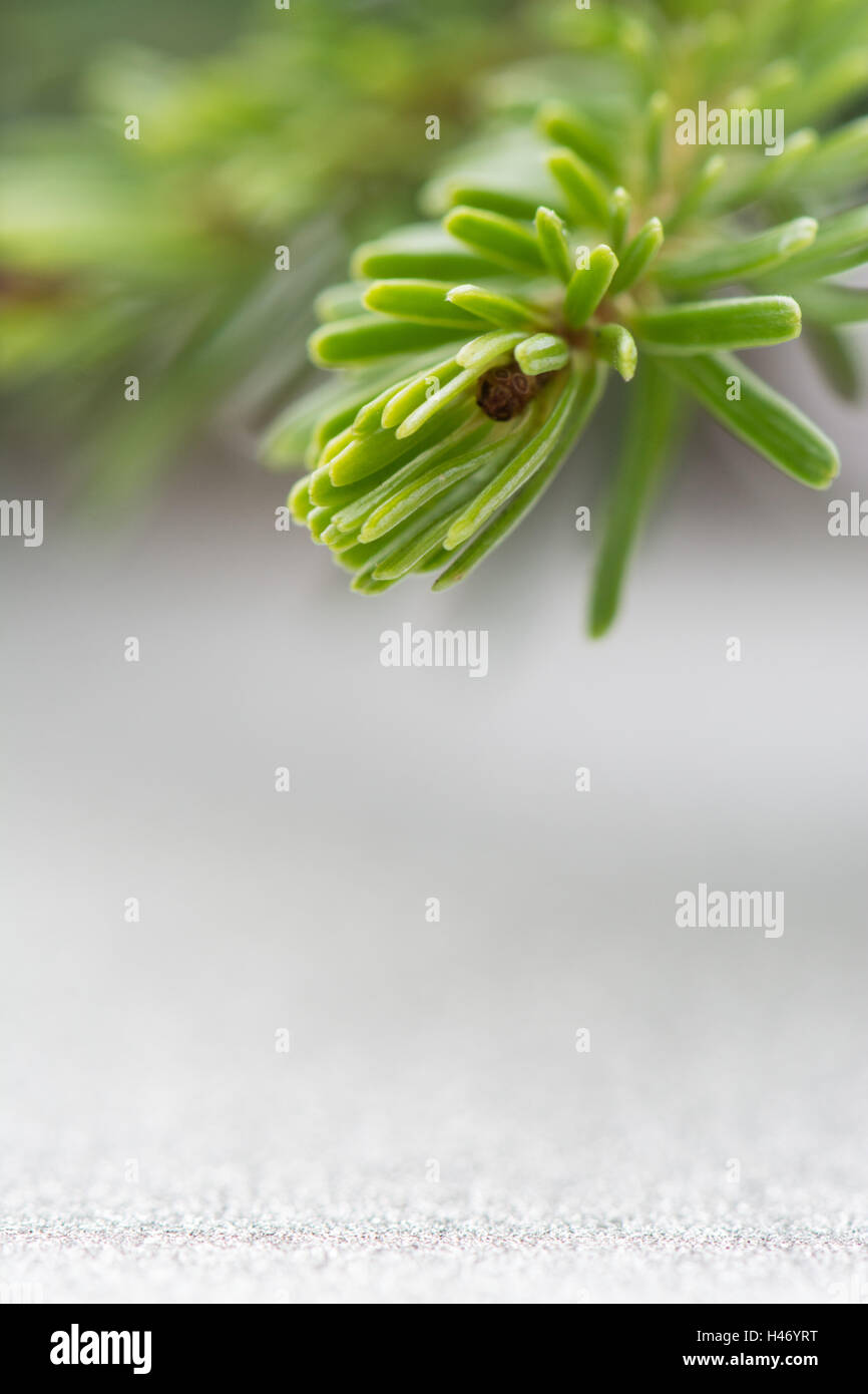 Natale fresco abete filiale vicina fino contro un grigio argento glitter sfondo con spazio di copia Foto Stock