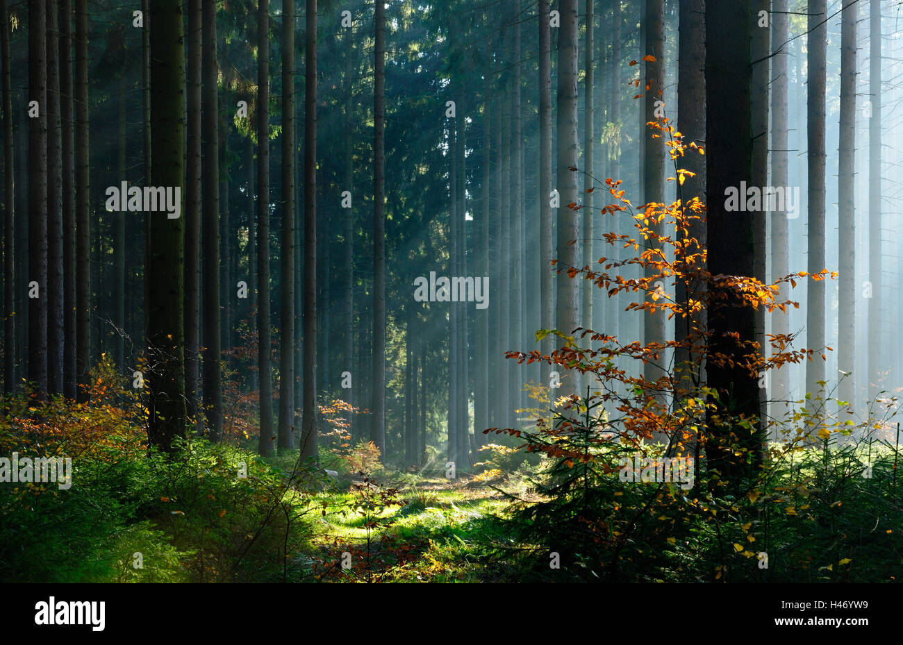 Sunray nella foresta, Sassonia Anhalt, Germania Foto Stock