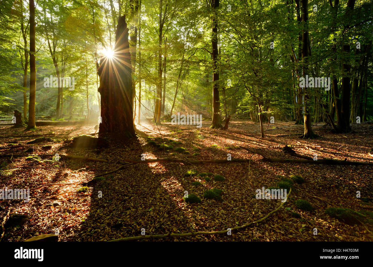Sunray nel bosco di latifoglie, Reinhardswald, Hesse, Germania Foto Stock