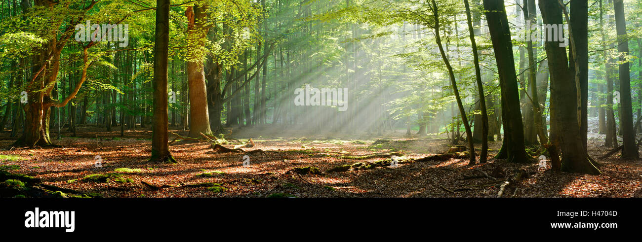 Sunray nel bosco di latifoglie con il vecchio albero giganti, Reinhardswald, Hesse, Germania Foto Stock