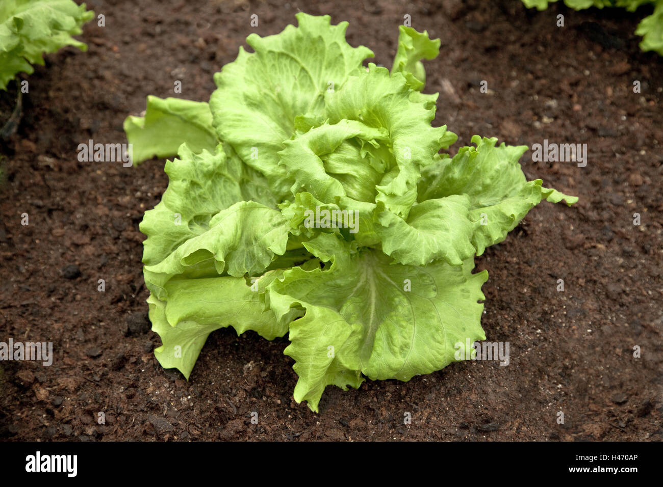 Patch, giardino, insalata di lattuga, Foto Stock