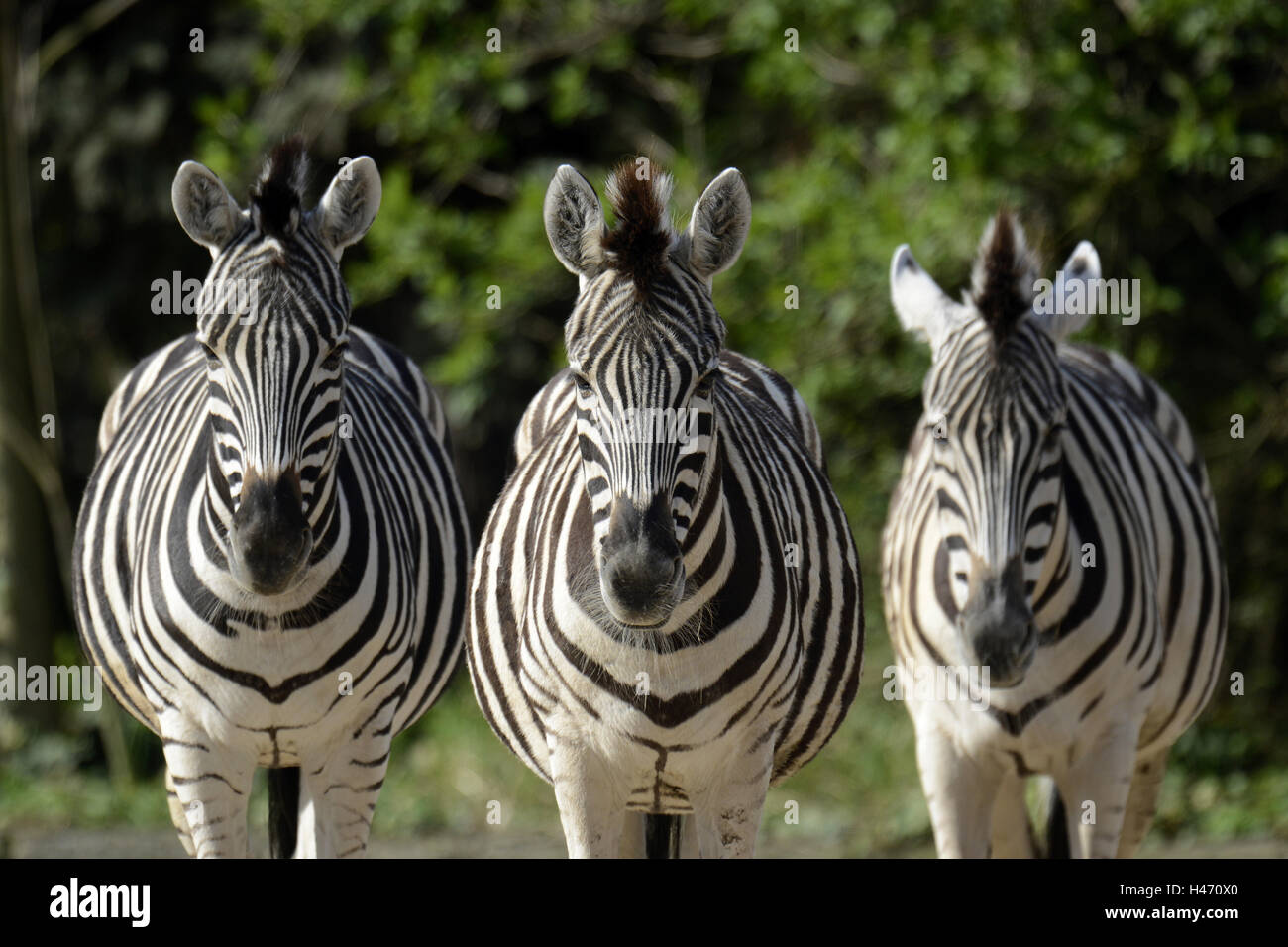 Damara zebra, tre Visualizza fotocamera, Foto Stock