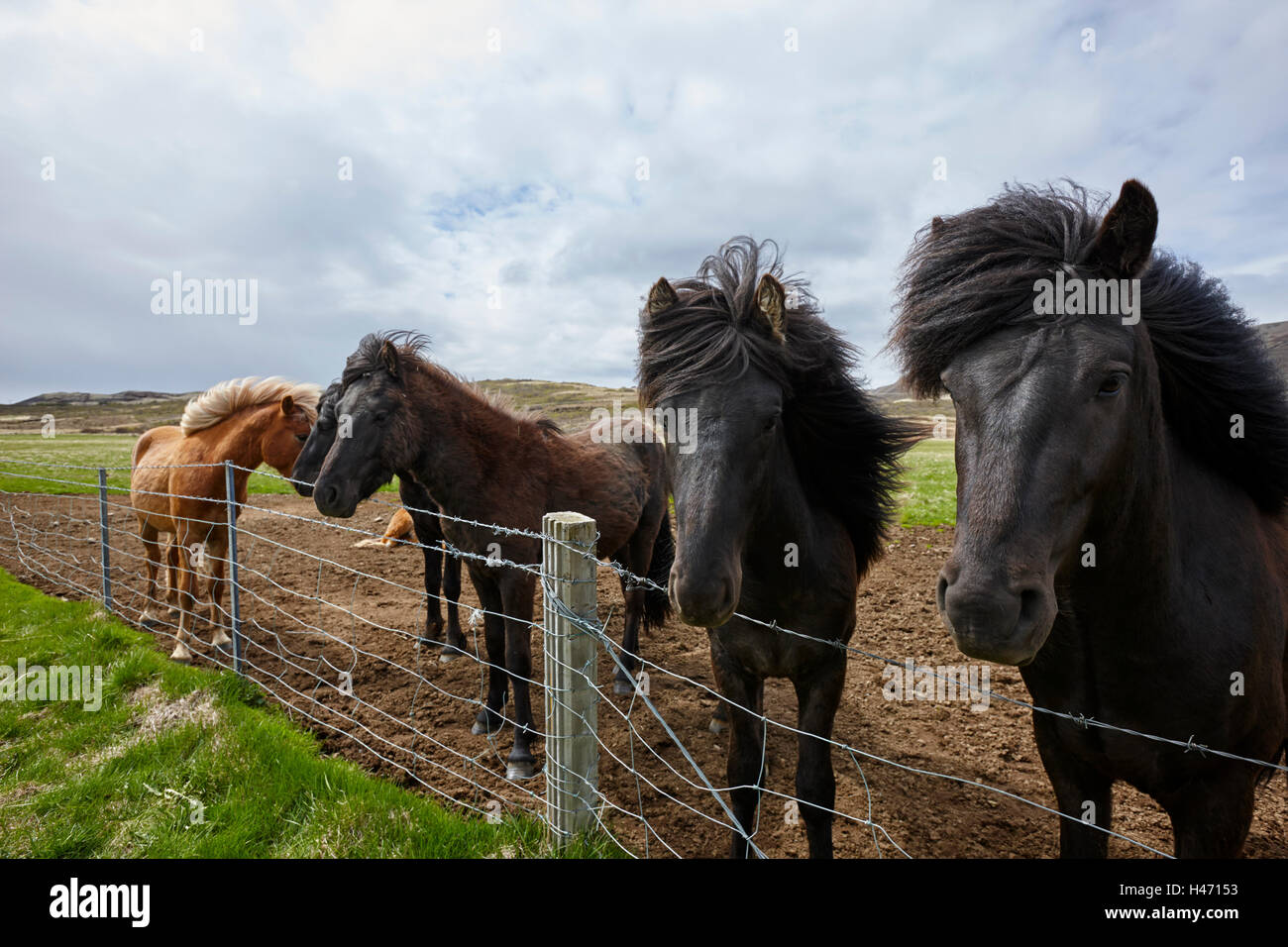 Allevamento di cavalli islandesi guardando sopra un recinto di filo di Islanda Foto Stock