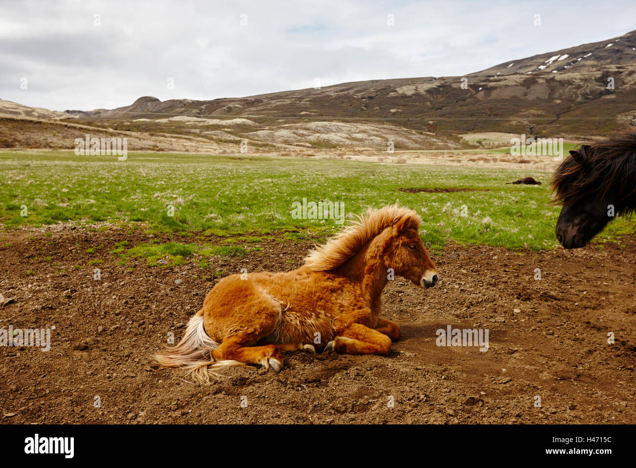 Giovani cavalli islandesi puledro in Islanda Foto Stock