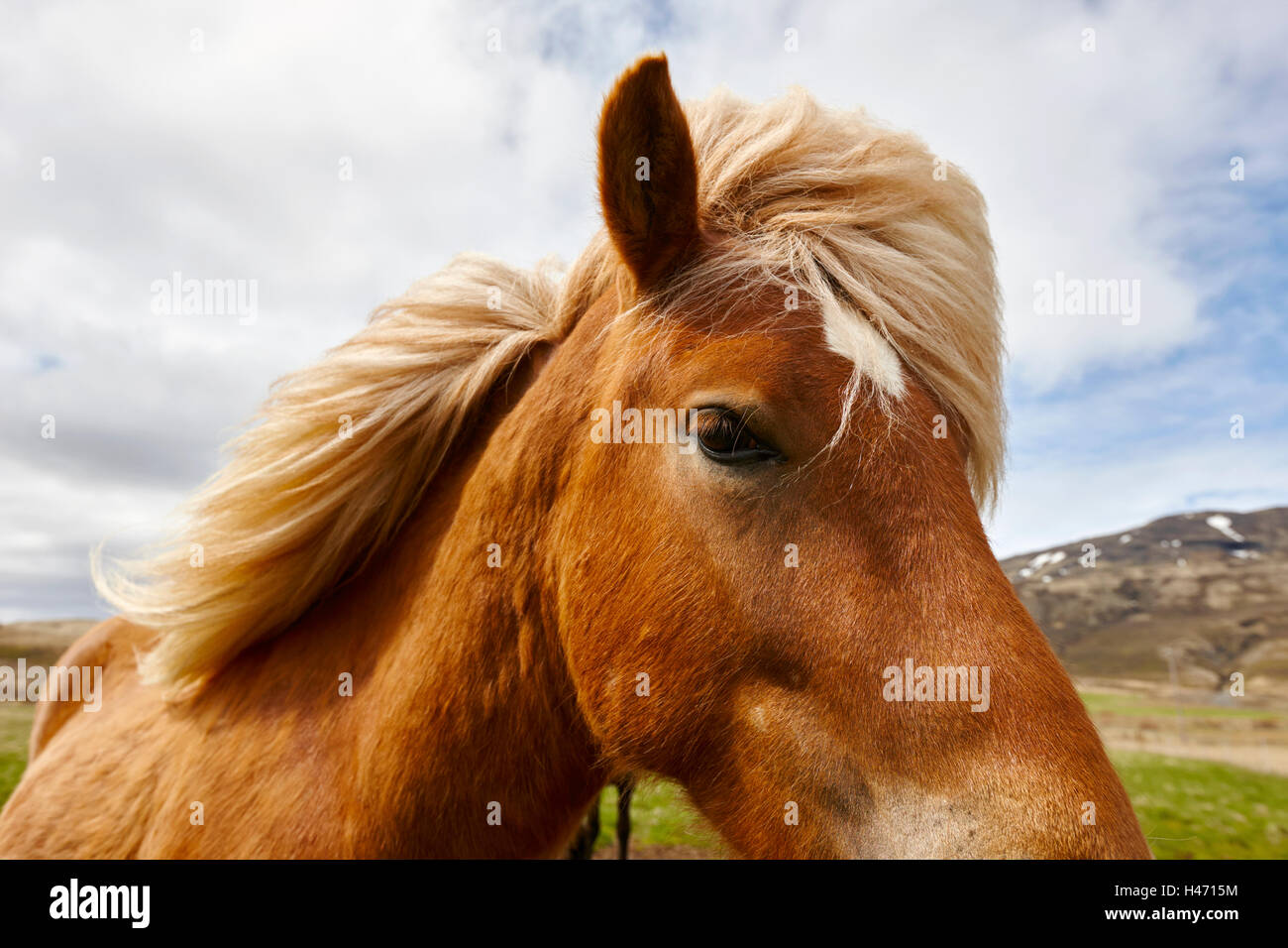 Occhio di testa e la criniera di un cavallo islandese Islanda Foto Stock