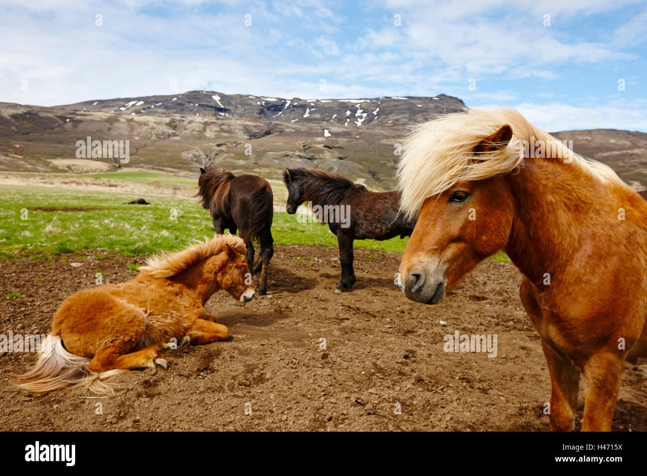 Allevamento di cavalli islandesi Islanda Foto Stock
