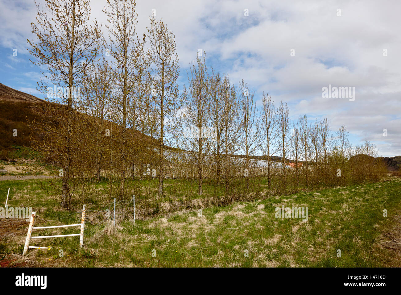 Fila di alberi piantati come un frangivento per una serra nella remota regione di Islanda Foto Stock