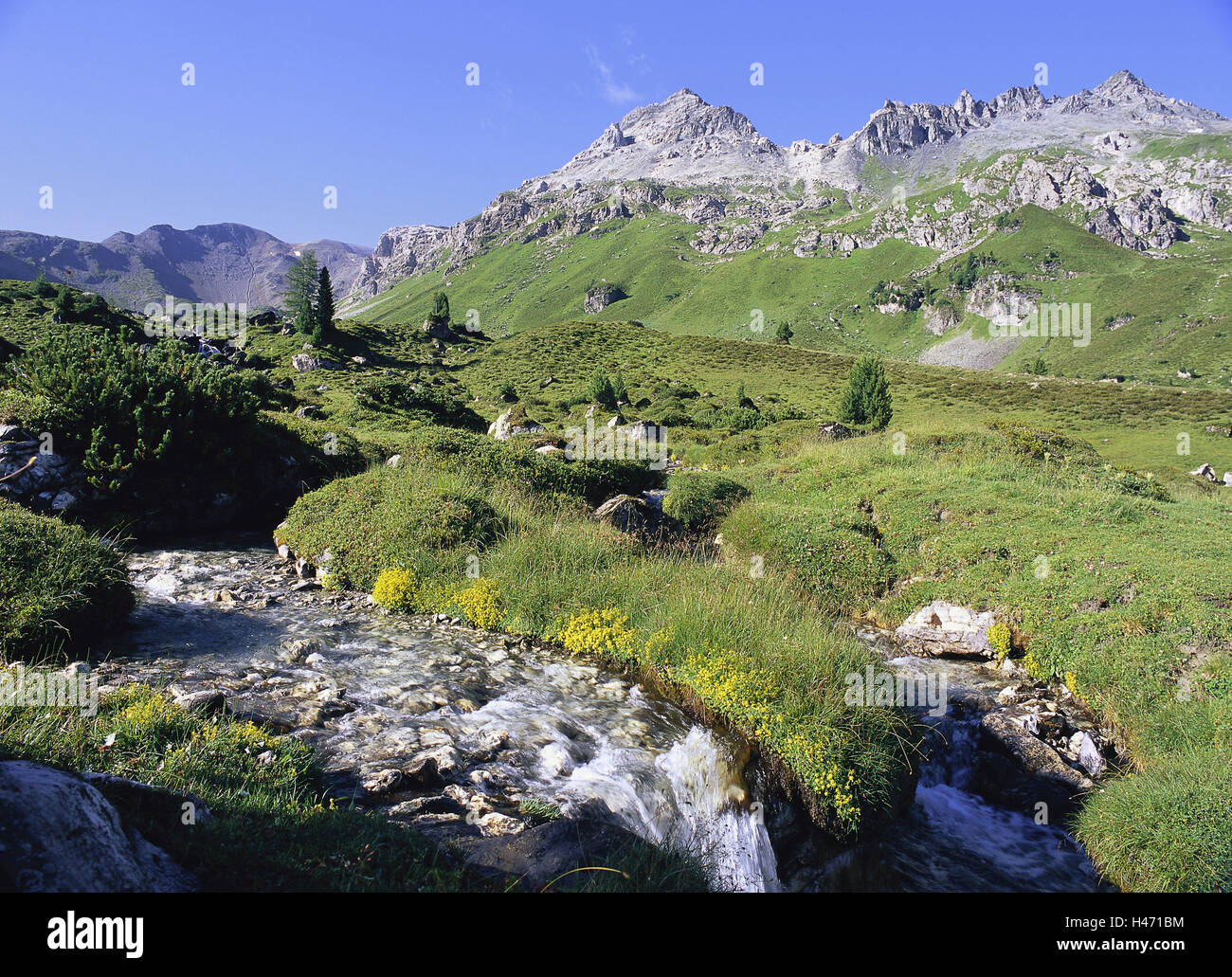 Austria, Tirolo, valle di cotone, pascoli alpini, montagne delle Alpi, Paesi alpini delle Alpi, la valle, valle di montagna, Voralpen, alp regione, alto livello di alp, bile vertice, mountain brook, Brook, acque, prati e pascoli di montagna, piante, alp piante, vegetazione, alberi di conifere, pini cembri, pini di montagna, a pino mugo ganasce, stagione estiva, Luglio, deserte, individualmente, Foto Stock