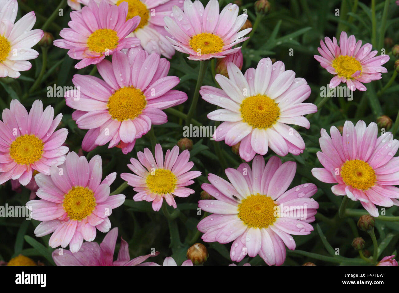 Oxeye daisys, crisantemo, Foto Stock