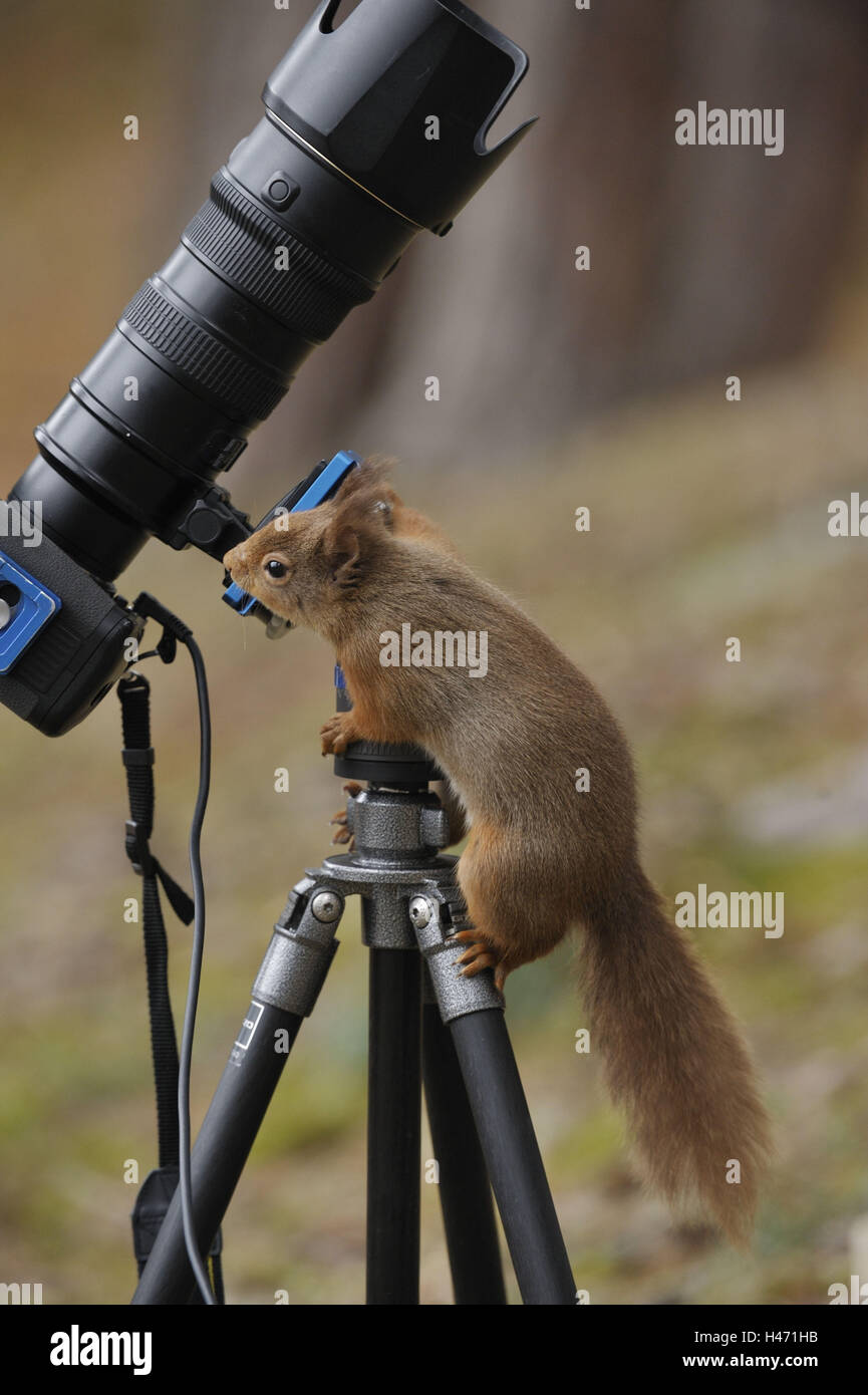 Scoiattoli, Sciurus vulgaris, attrezzatura fotografica, a scalare, curiosità, Foto Stock