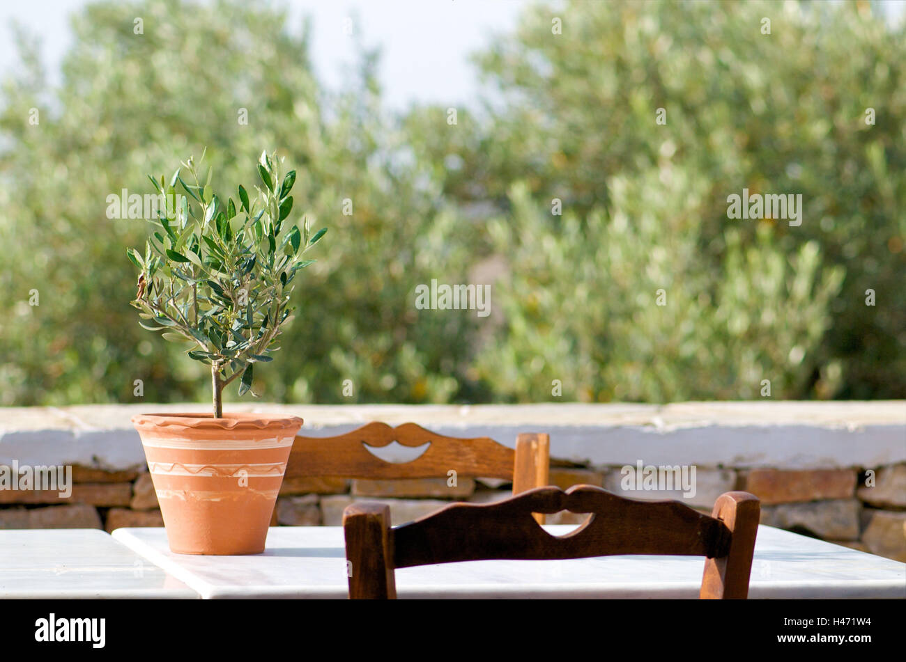 Tavolo e sedie, piccolo albero di olivo, Foto Stock