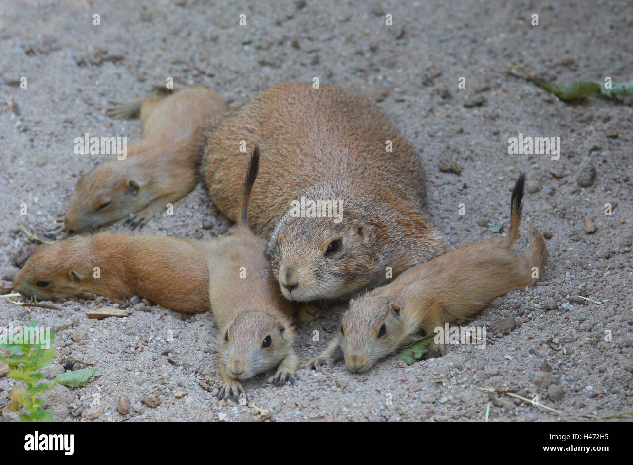 Coda nera cane della prateria di animali giovani, Foto Stock
