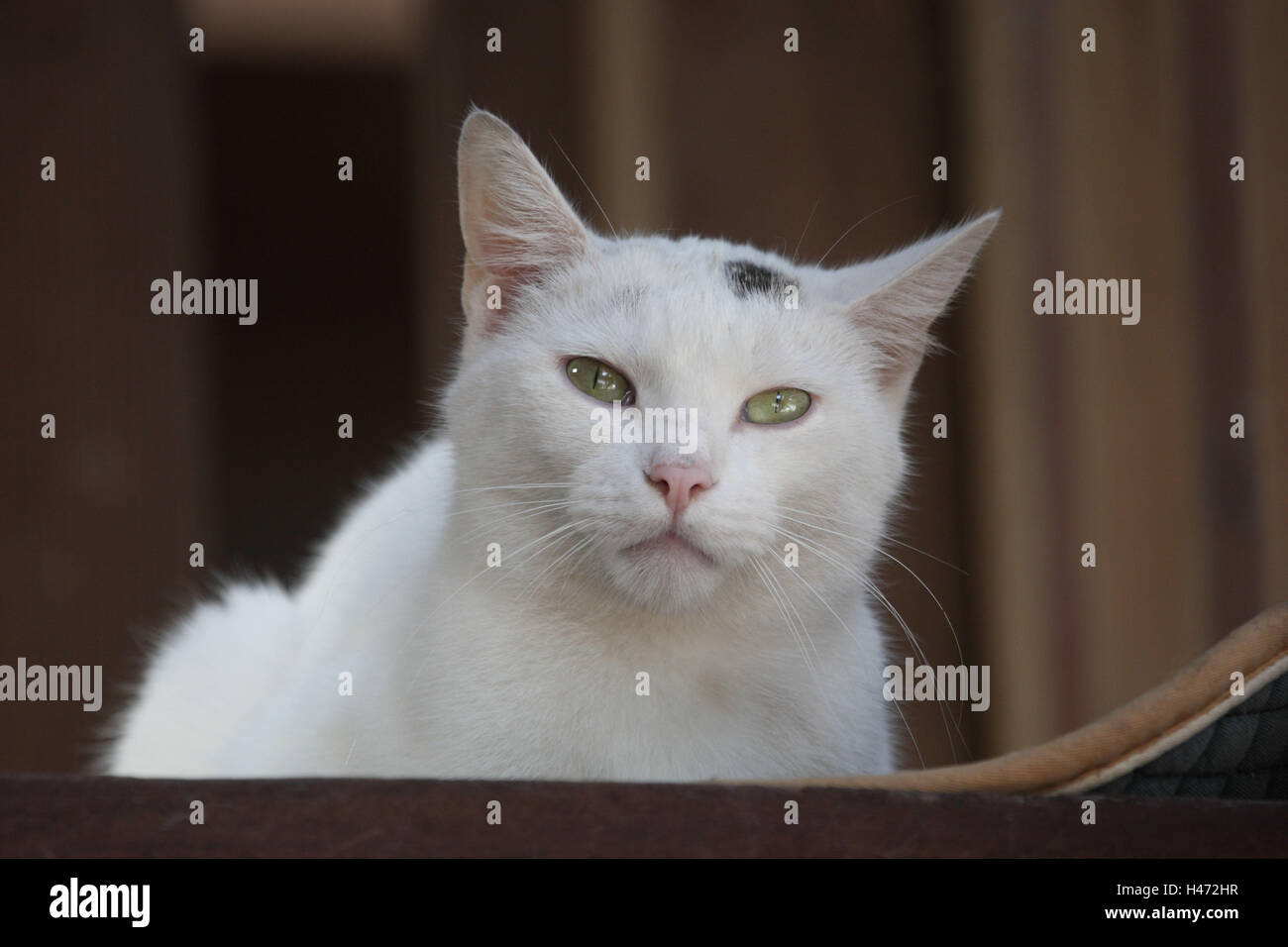 Gatto di casa, Foto Stock