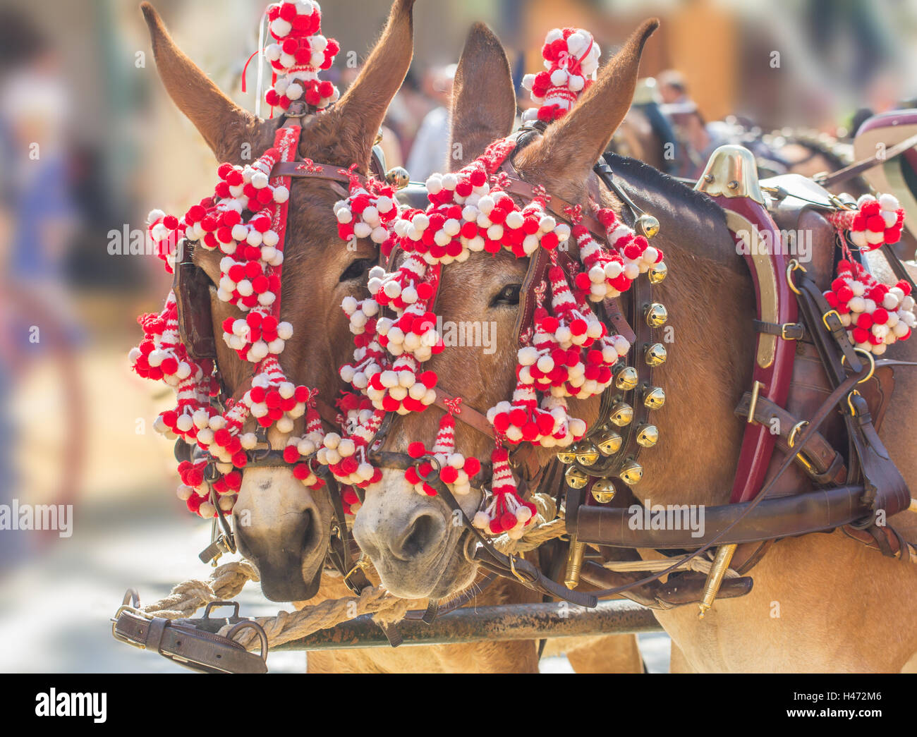 cavalli di Feria Foto Stock