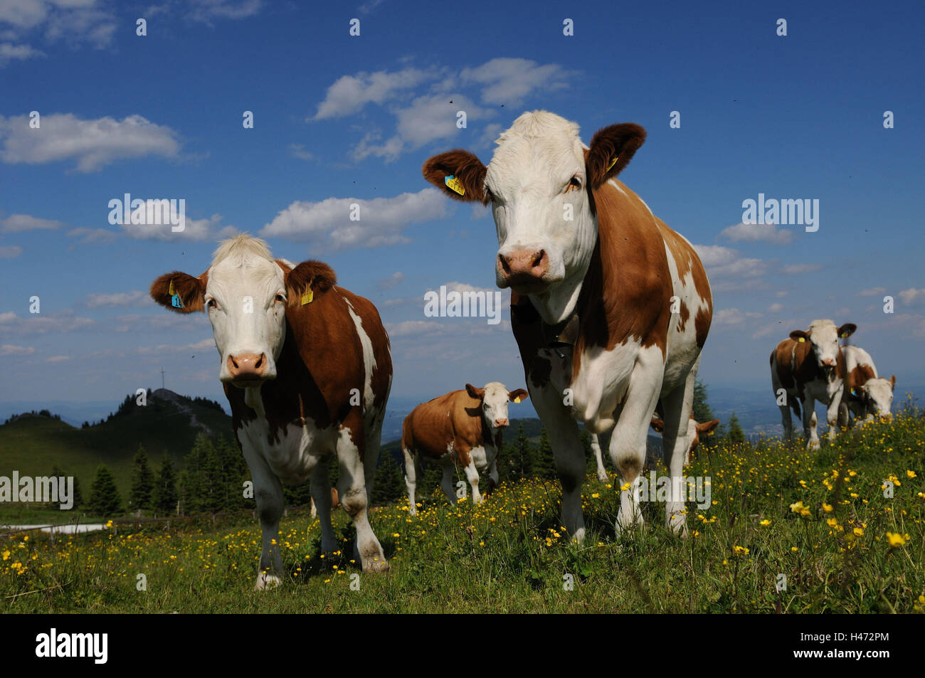 Casa cattles, Bos primigenius Taurus, stand, con testa, vista la telecamera, scenario, Foto Stock