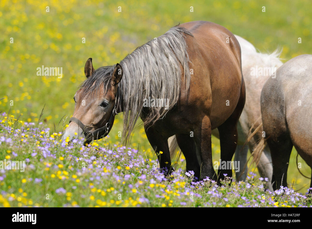 Hores domestici, Equus ferus caballus, con testa, stand, mangiare flower meadow, scenario, Foto Stock