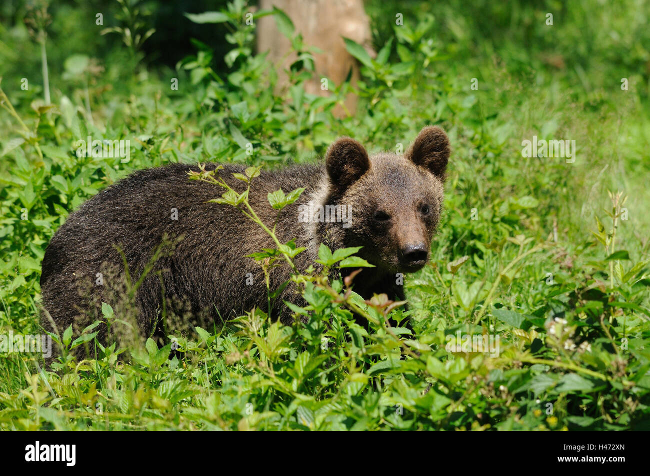 Orso bruno Ursus arctos, giovane animale, vista laterale, stand, Foto Stock