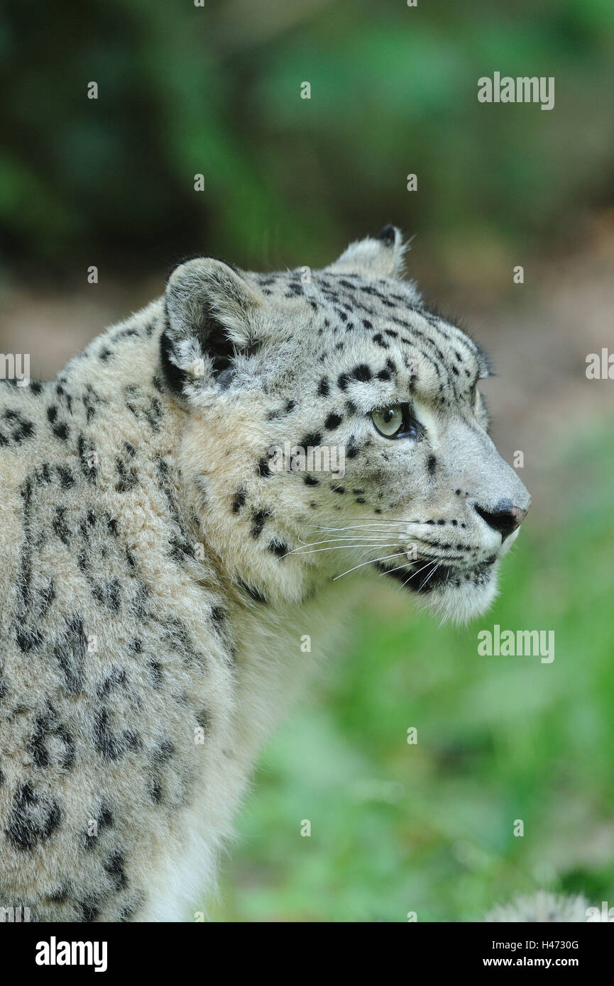 Snow Leopard, Uncia uncia, ritratto, vista laterale Foto Stock