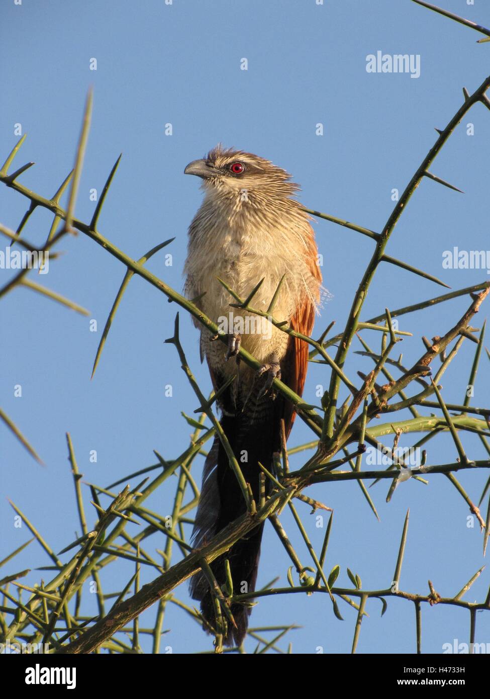 Un bianco-rosolato coucal bird in appoggio su un thorn tree a Taita Hills Wildlife Sanctuary in Kenya Foto Stock