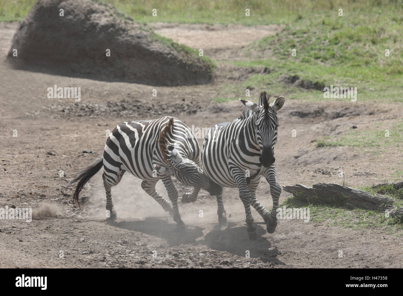 Steppa zebre sostengono, Foto Stock